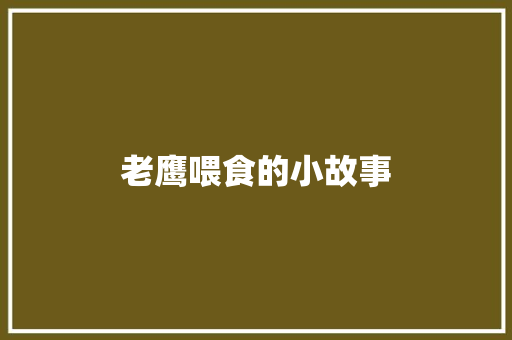 老鹰喂食的小故事