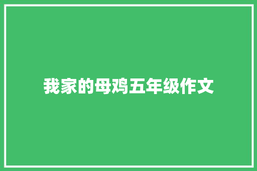 我家的母鸡五年级作文