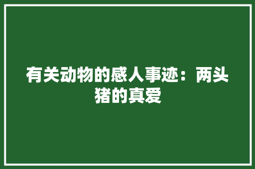 有关动物的感人事迹：两头猪的真爱